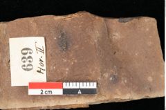 Foto (Detailansicht) von Myrica lignitum Unger (NHMW-GEO-2024-0188-0639)